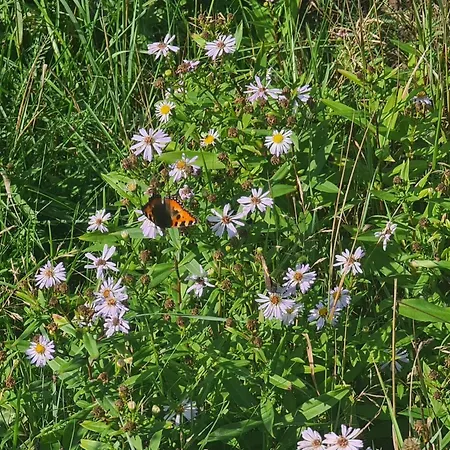 4 Person In Romo Casa de Férias Lakolk